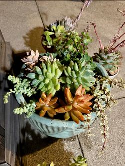 Succulent arrangement