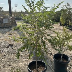 Elm Trees
