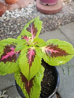 Beautiful Coleus One Gallon 