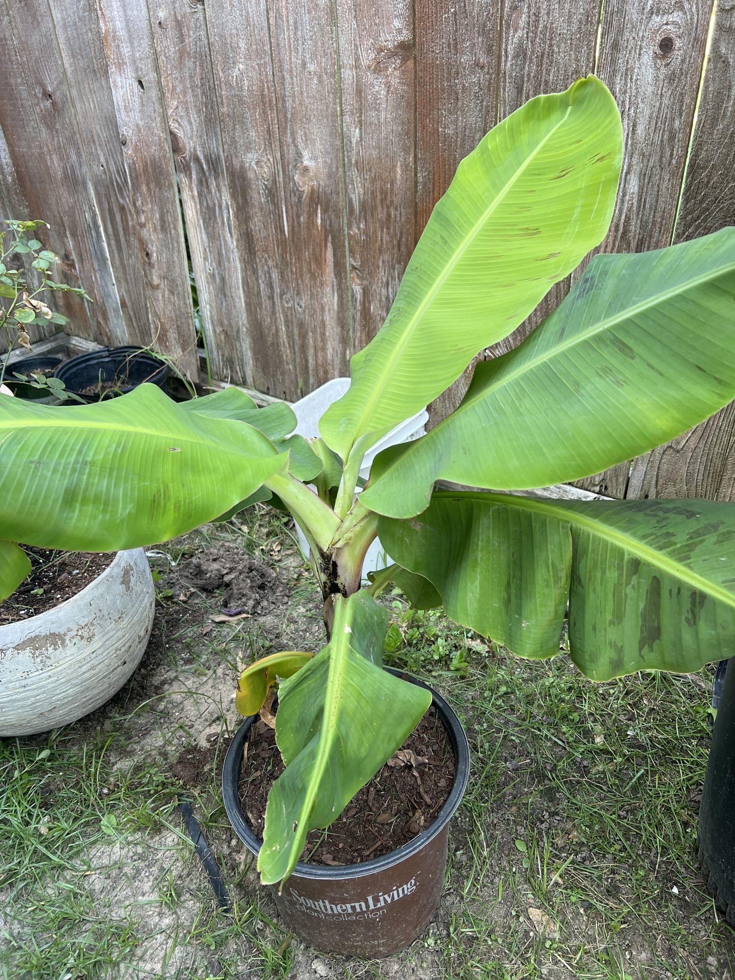 Banana Plants