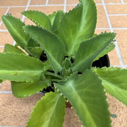 Three Big Kalanchoe pinnata - Mother Of Thousands Plants 🪴