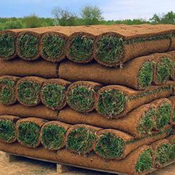 fresh sod cut every morning