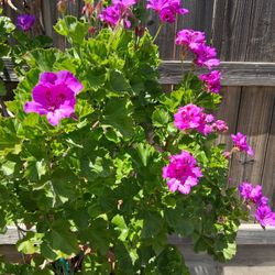Geranium 