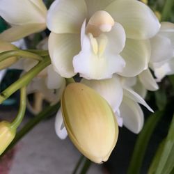 Cymbidium Orchid