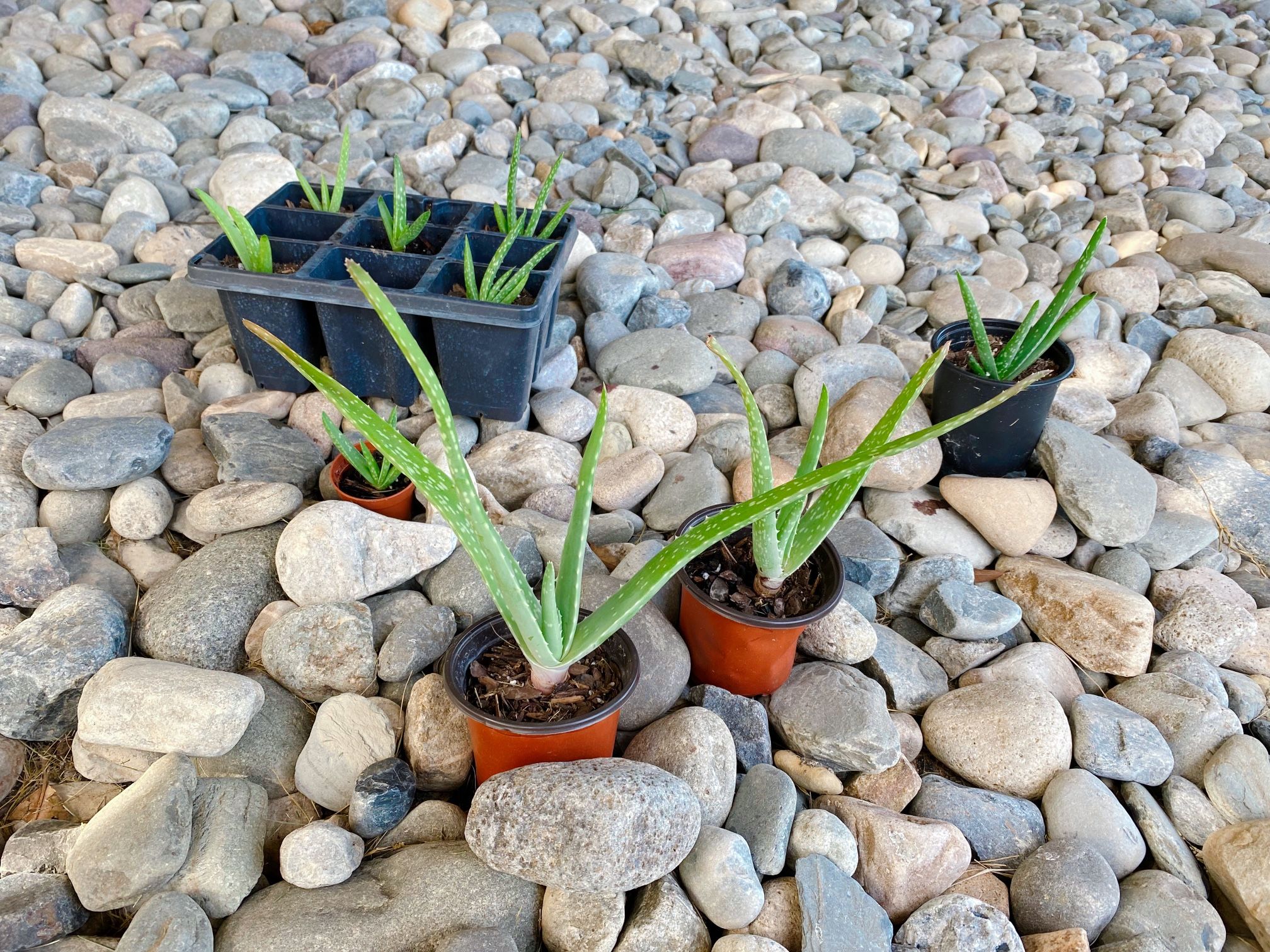 Aloe Vera Starter Plant