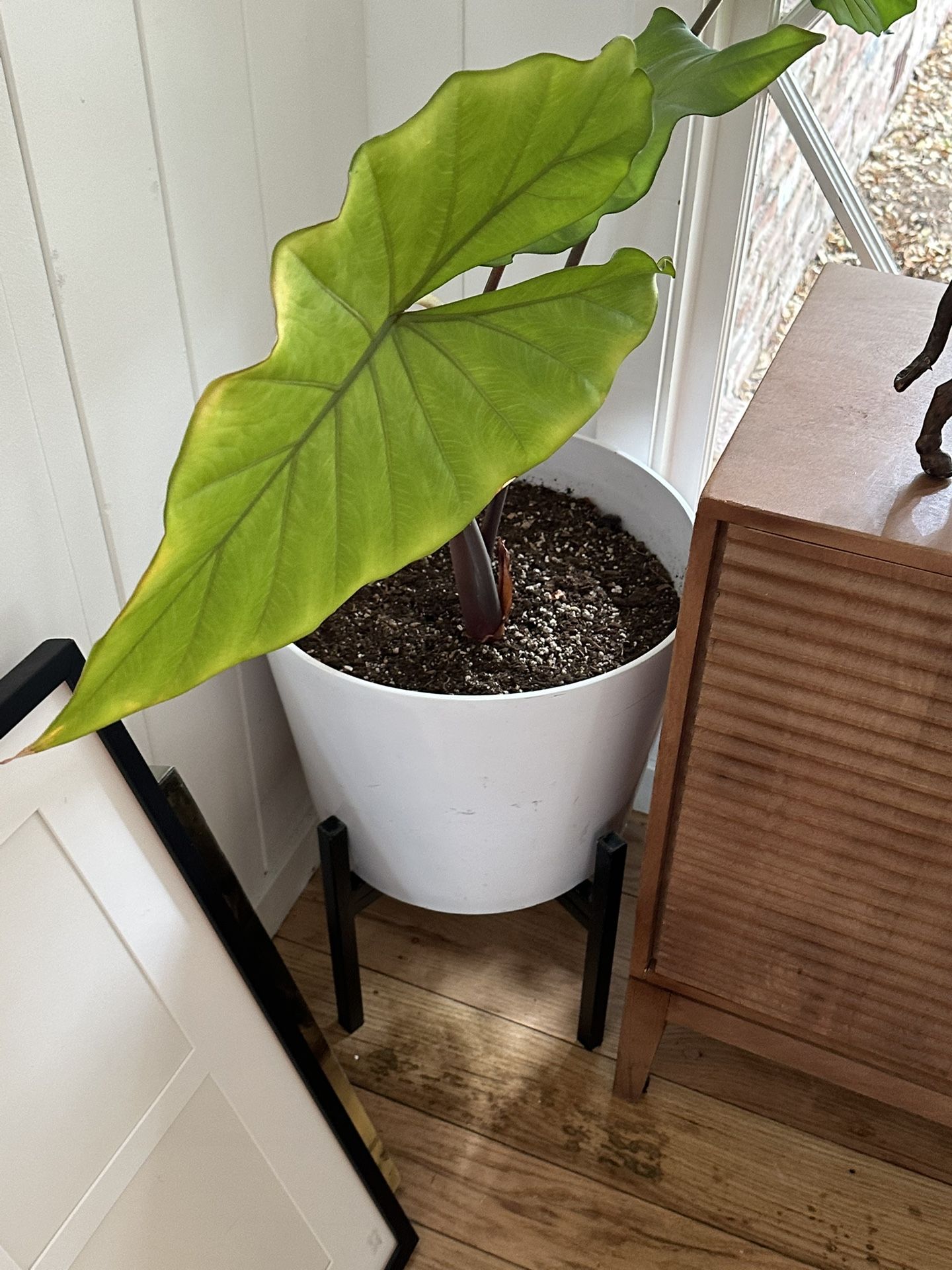 Ceramic potted Plant No. 2