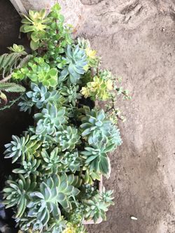 Assorted plants