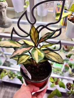 Hoya Tricolor with Monstera trellis