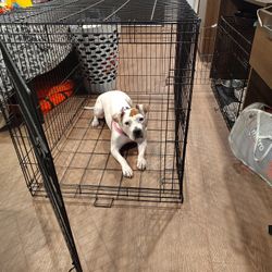  BIG DOG Crate