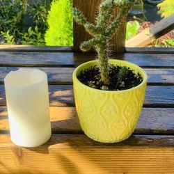 Live indoor Jumping Cholla cactus house plant in a textured ceramic planter flower pot—firm price