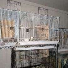 Birds Cages