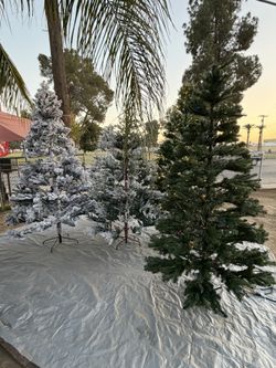 Christmas Trees For Sale
