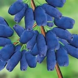 Honeyberry Fruit Bush