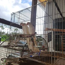 Jaulas  Para Ring Neck 