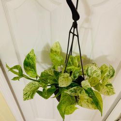 Gorgeous House Plants 🪴 