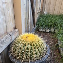 Large Golden Barrel Cactus 