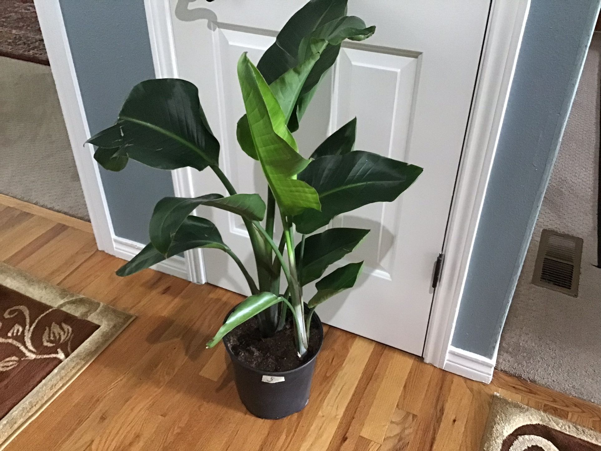 Plant