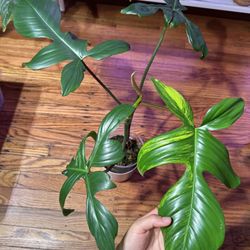 Philodendron Florida Beauty Plant 