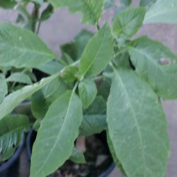 Plantas Trompeta De Angel