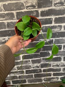 Hoya neocaledonica.  Indoor plants