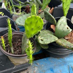 Plants 