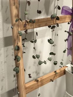 1 String of Heart, 40 inches long, in a Nursery Pot