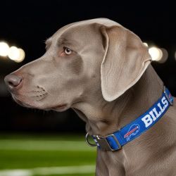 NFL Premium Pet Collar, Buffalo Bills, Large