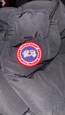 Canada goose