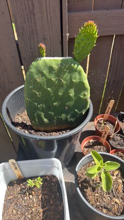 Nopal