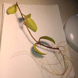 Jade Green Hoya Carnosa Rooted Vine - Fragrant Light Pink Flowers - Deltona, Fl Pickup Or Ship 