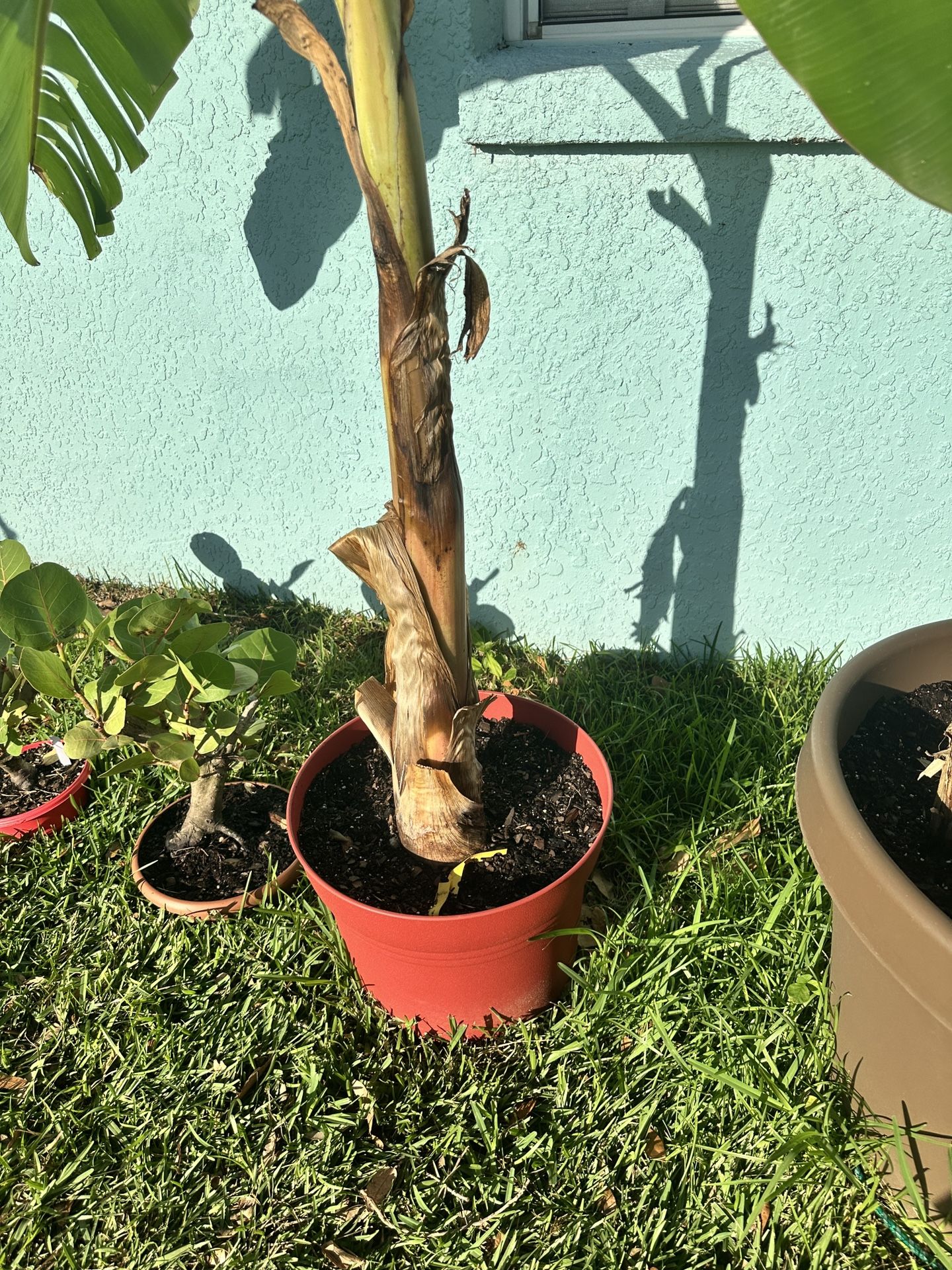 Rajapuri Banana Plant.