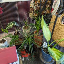 Plants 🌳, Vintage, Clothing,Pots, Jewelry, Furniture 