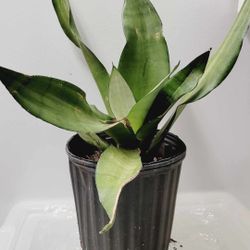 Live Moonshine Silver Snake Plant Indoor Outdoor Plant  1Gal Pot