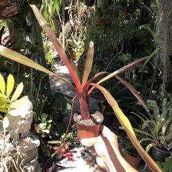 Red Bromeliad in Bloom