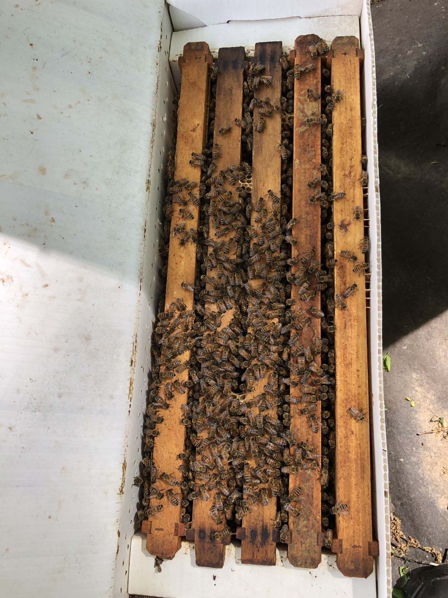 5 Frams Nuc Honey Bees