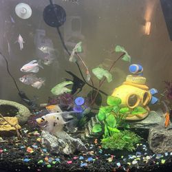 39 gallon, bowfront fish tank