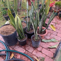 Tall Snake Plant 🪴 For $8 Each Pot
