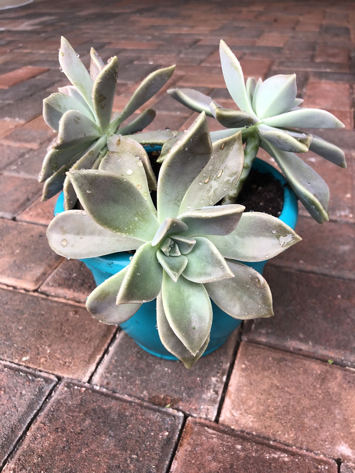 Succulent In Pot