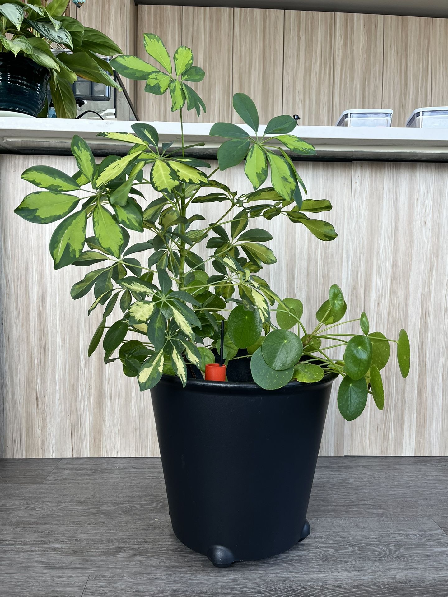 🌿 Large Schefflera + Pilea Indoor Plant – 15x35” – Pest-Free