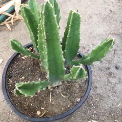 Estrella De Mar Florese Claro