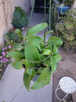 Hoya RÍGIDA Plant $38