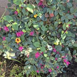 Fringe Flower.  5 Gallons 