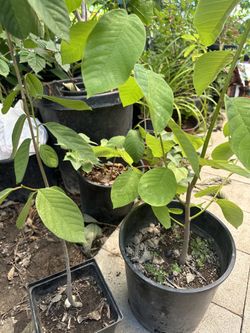 Atemoya Fruit Tree Plant Growing From Seed