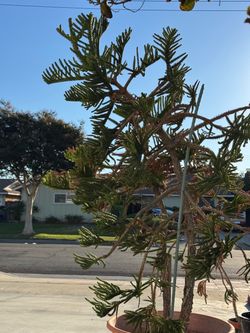 Norfolk Island Pine Tree, 5.5 ft