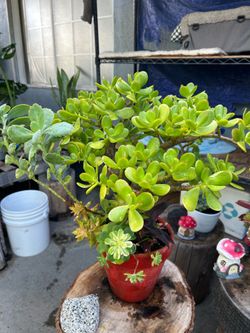 Succulents Arrangements