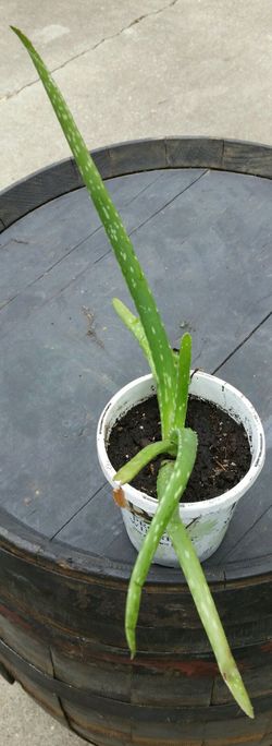 Small Live Aloe Vera Plant