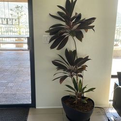 Indoor potted plant