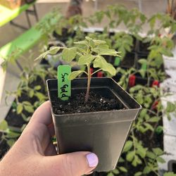 Tomato Plants - Sungold Cherry