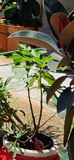 💯 Organic Well Rooted Fig Tree Plant