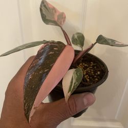 Philodendron “Pink Princess” | Variegated Tropical Plant | Pink and Green Leaves | $5 Off With Local Pick Up